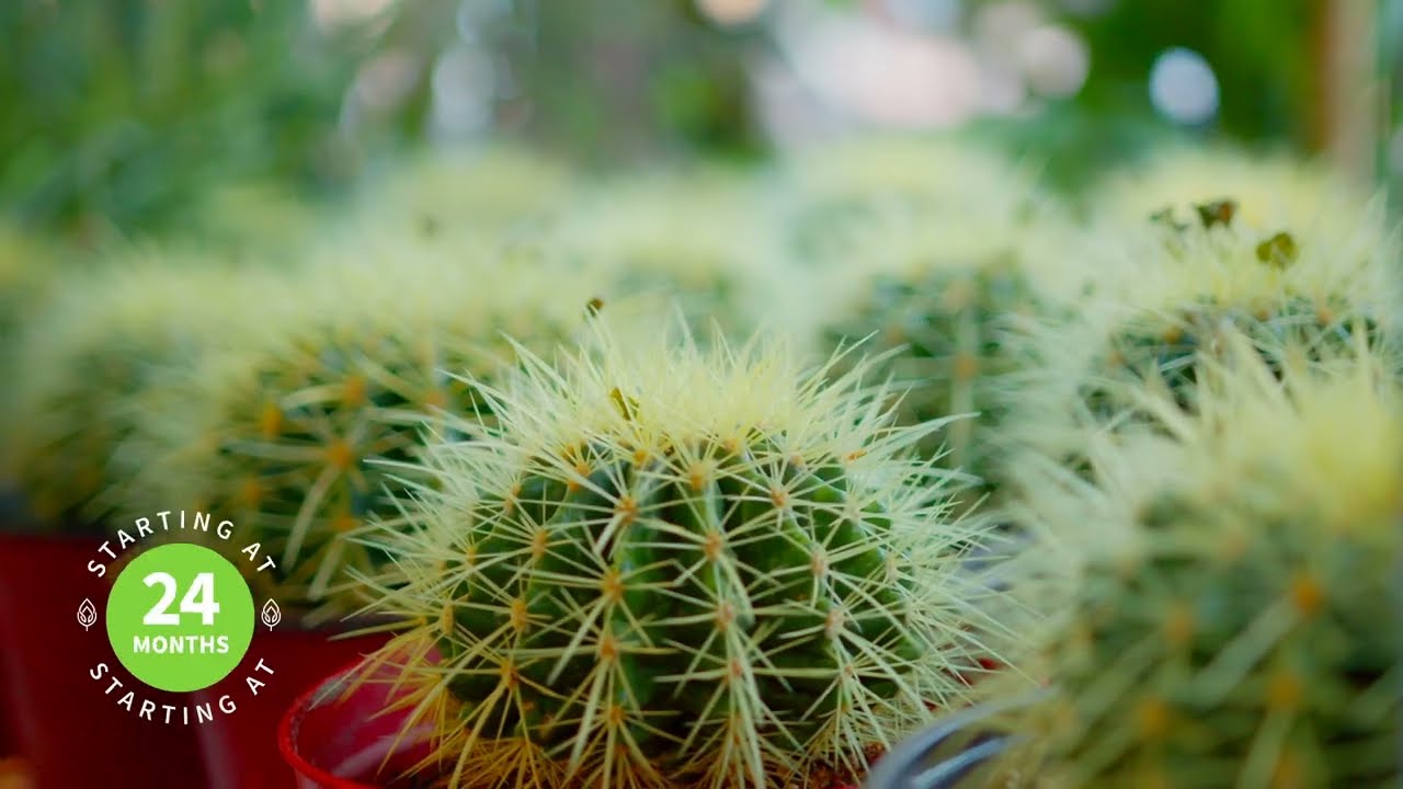 Plant Rentals: Benefits For Any Environment | Plant Solutions Short