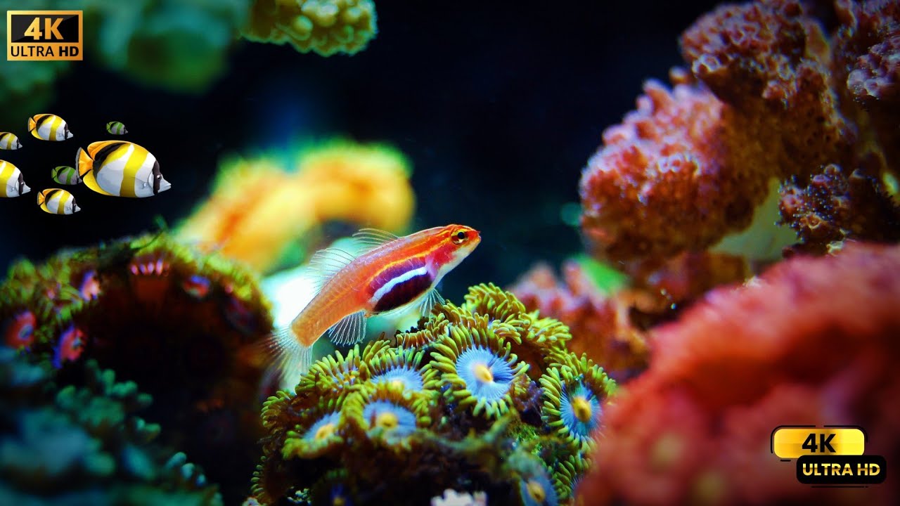 The Ocean [4K ULTRA HD] | Under Water | RELAXATION MUSIC & FILM | Seabed | Meditation | Ocean floor