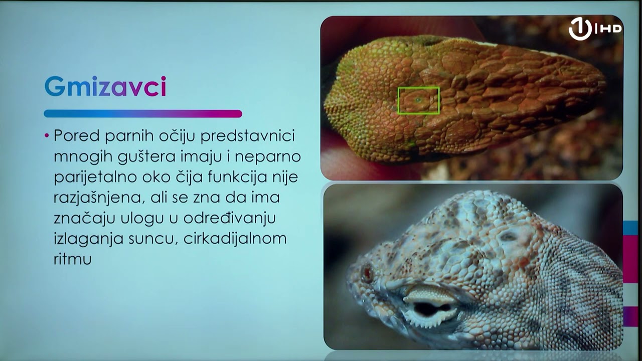Domaća zadaća za 7. razred: Biologija - Gmizavci