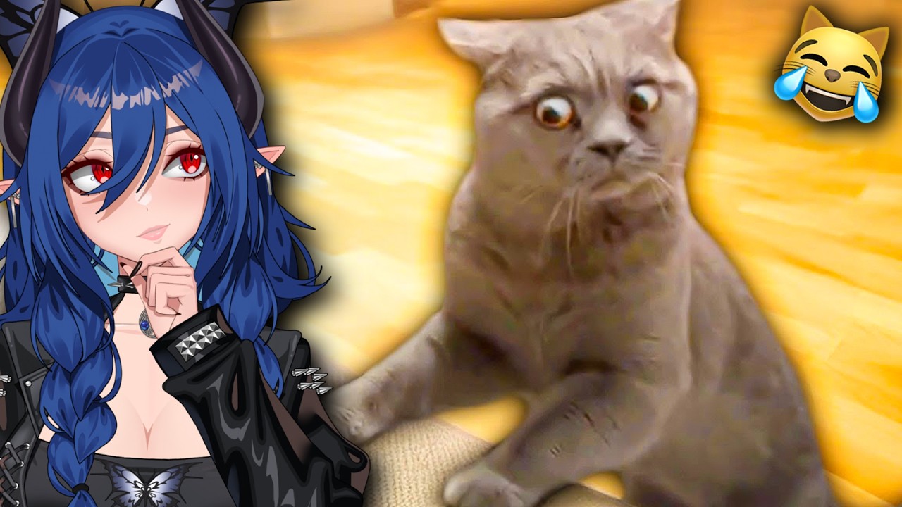 The BEST Cat Videos Of The DECADE! | Vtuber Reacts to Daily Dose Of Internet