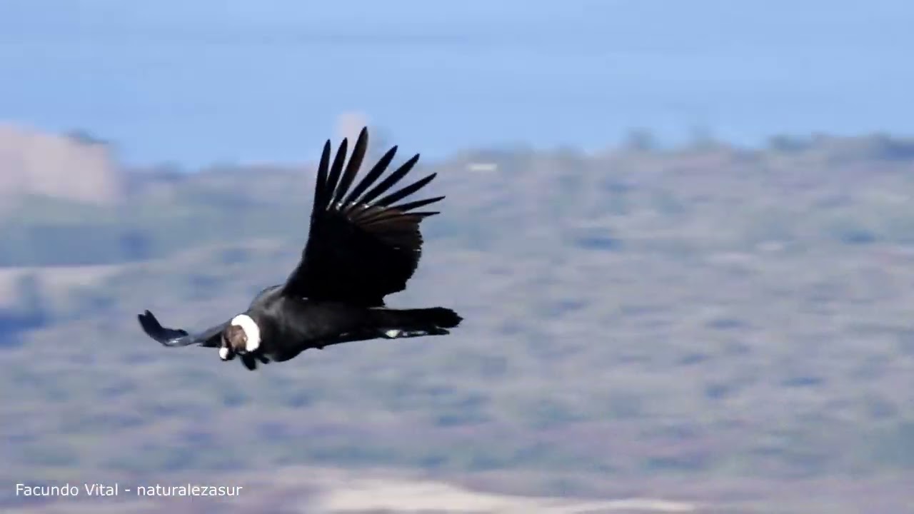 Cóndor Andino volando en libertad