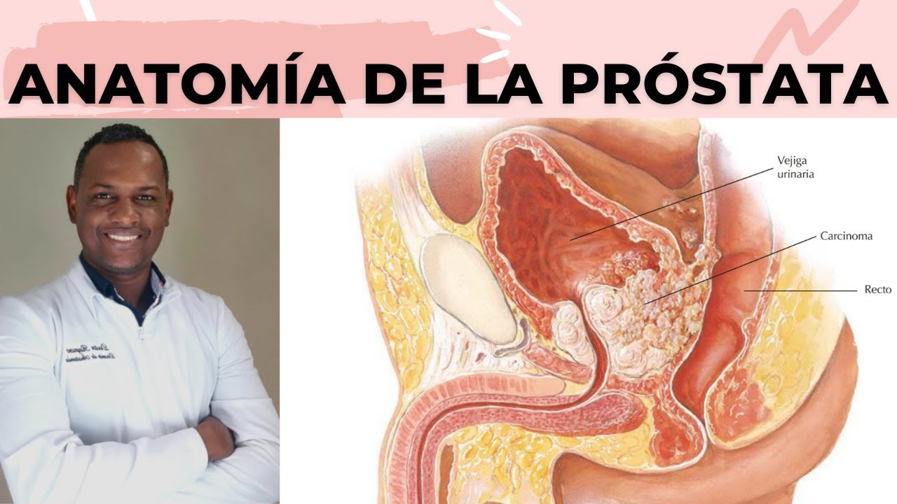 CONOCIENDO LA ANATOMÍA DE LA PROSTATA Y ALGO MÁS
