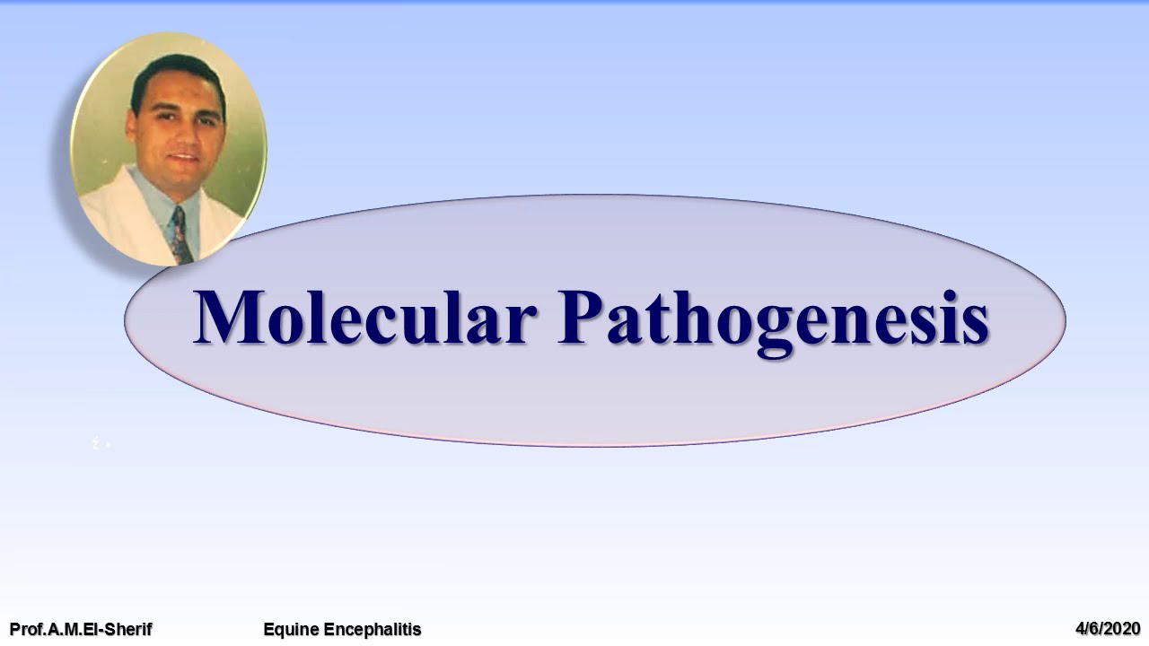 Equine Encephalomyelitis, First part