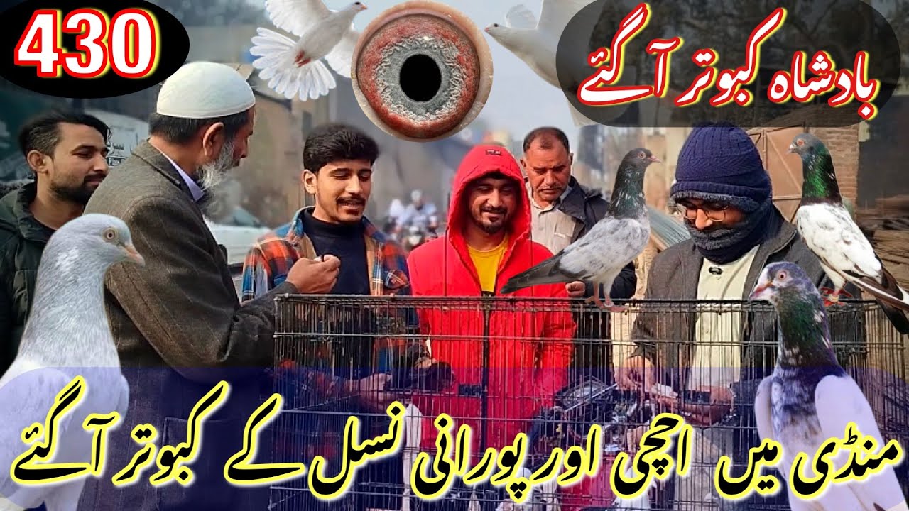 430) Lahore lari ada kabootar mandi || کبوتر منڈی || 