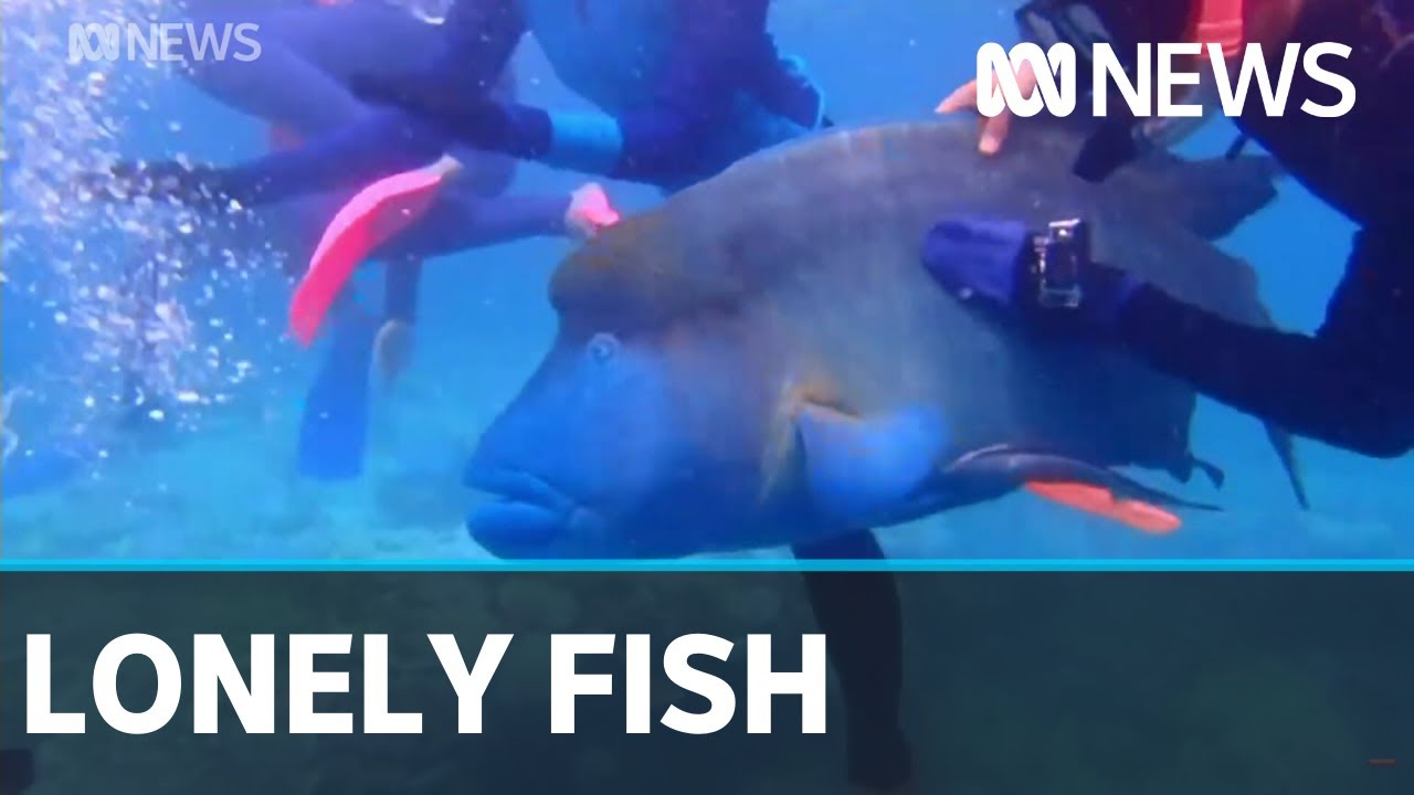 Some species of fish are feeling lonely from coronavirus restrictions | ABC News