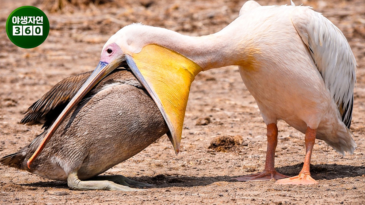 가장 무서운 새의 공격 장면들, 카메라에 생생하고 진짜 그대로 포착된 충격적인 순간들입니다 | 동물의 왕국