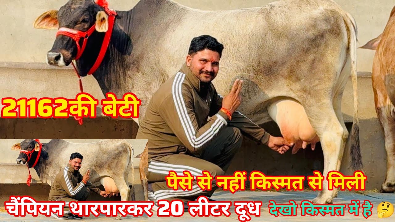 🏆चैंपियन थारपारकर 20 लीटर दूध की 🥇 21 162 की बेटी 💥 साहिवाल चार दांत🫵 गाय बड़ी कीमत छोटी 😯