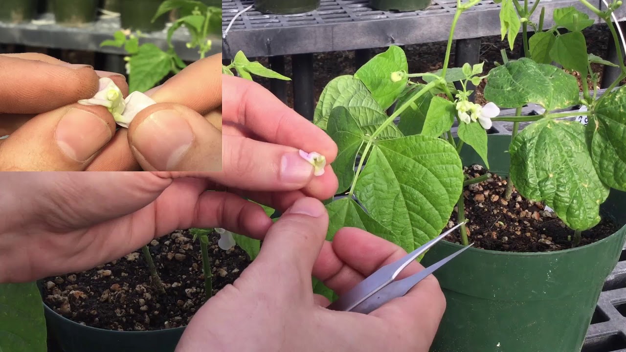 Pollinisation crois&eacute;e des haricots du genre Phaseolus