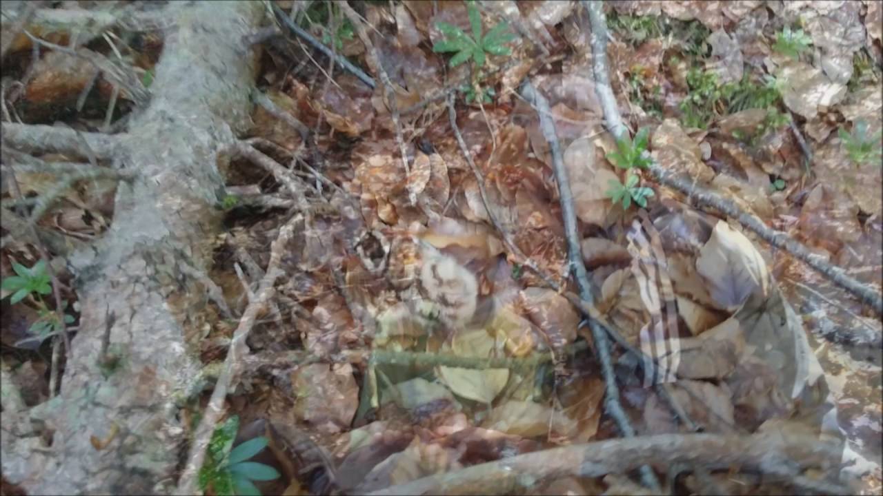 Mai 2016 Baguage de 4 poussins de bécasse en Haute Savoie