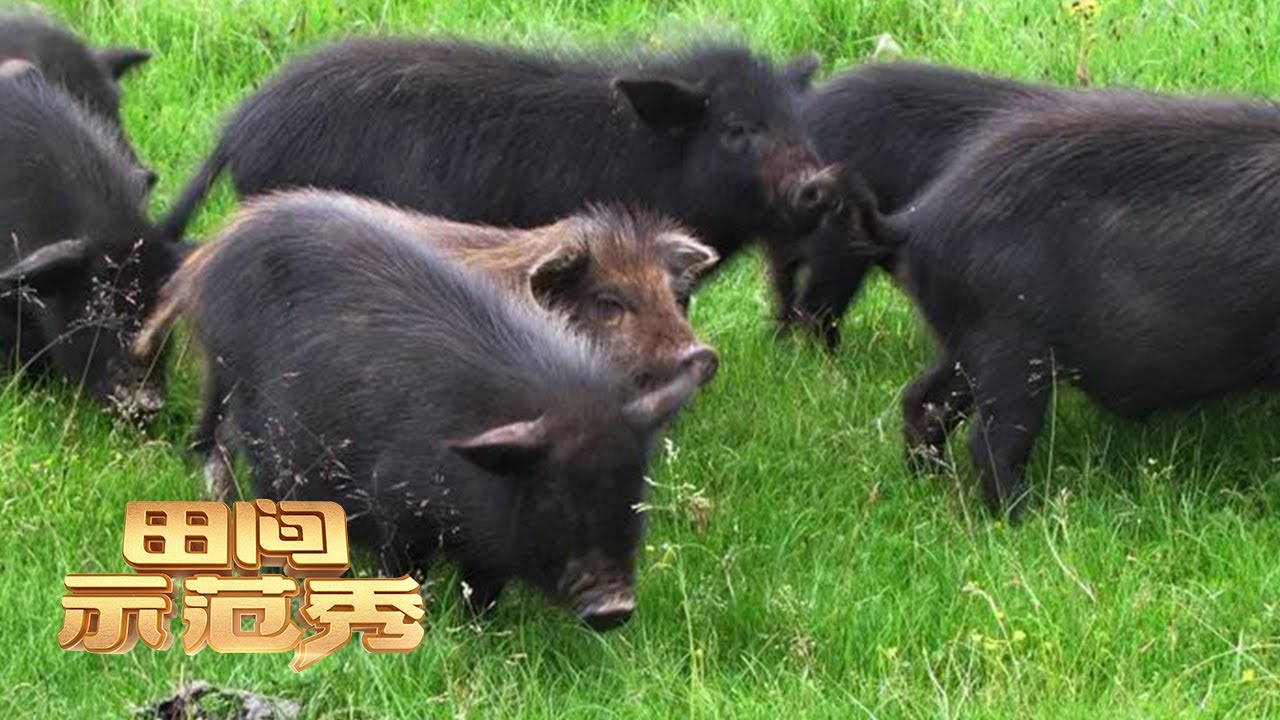 养猪高手带来独家秘籍！让蕨麻猪快速生长，提高经济价值！丨「田间示范秀」20211124