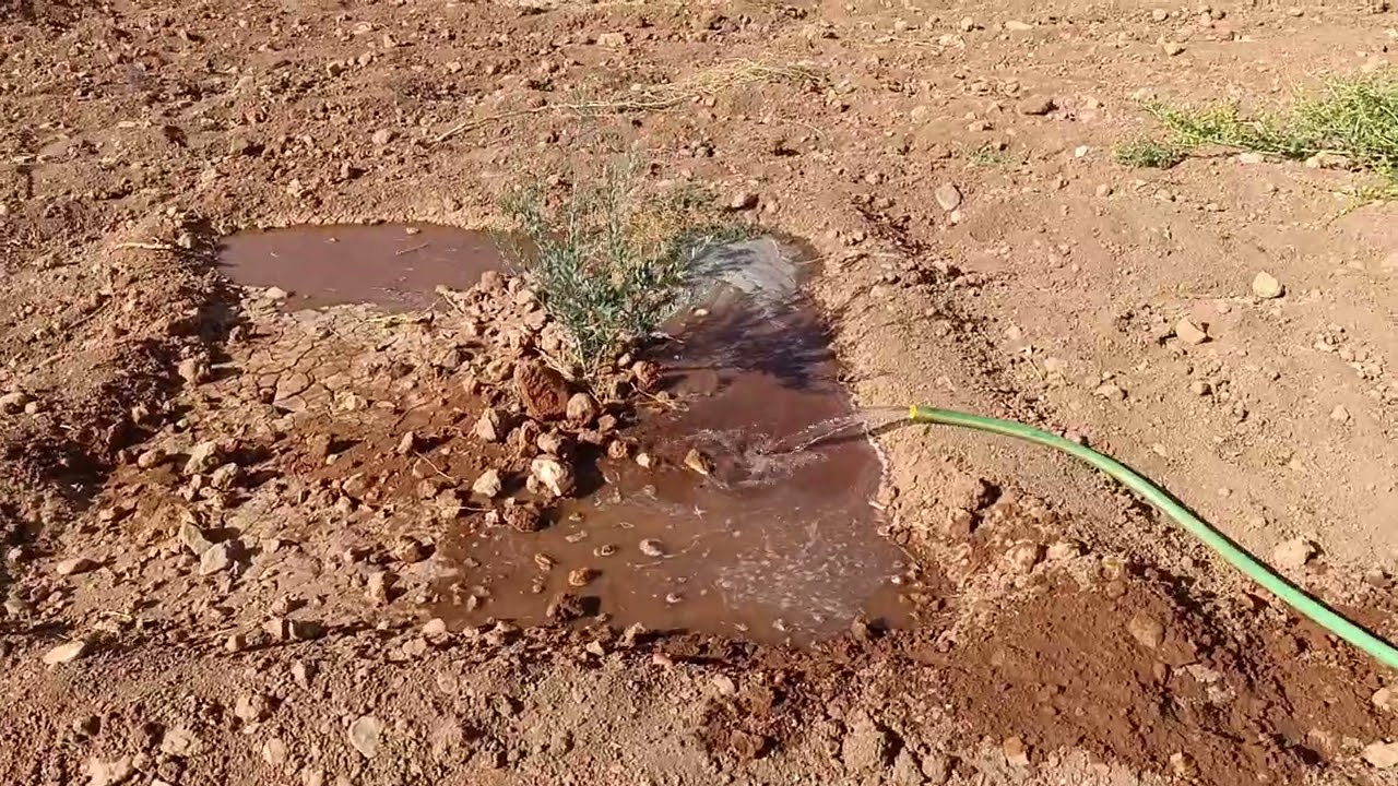 وقت شغل عم نسقي زيتون عمرون سنتين 