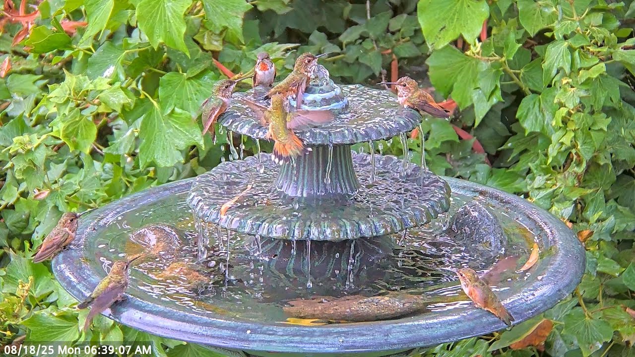 Hummingbirds Love Their Morning Bath ⛲. #hummingbird #birdbaths #waterfountain