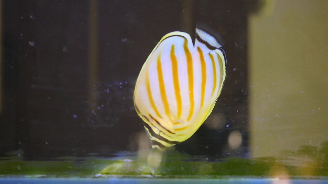 Feeding obligate corallivore butterflyfish!