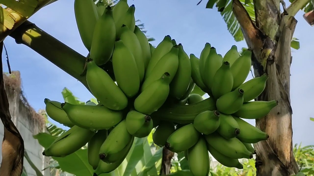 review jenis pisang muli / barlin / gadis