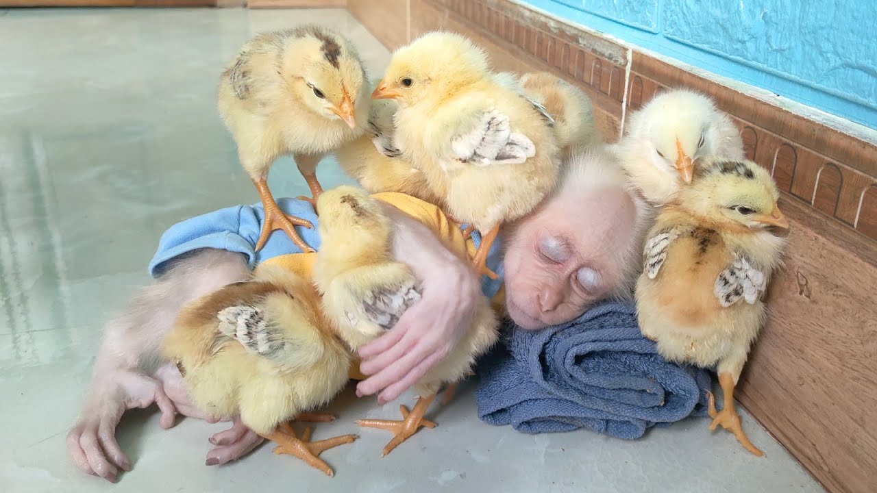 The chicks can finally sleep with baby monkey Su, difficult process