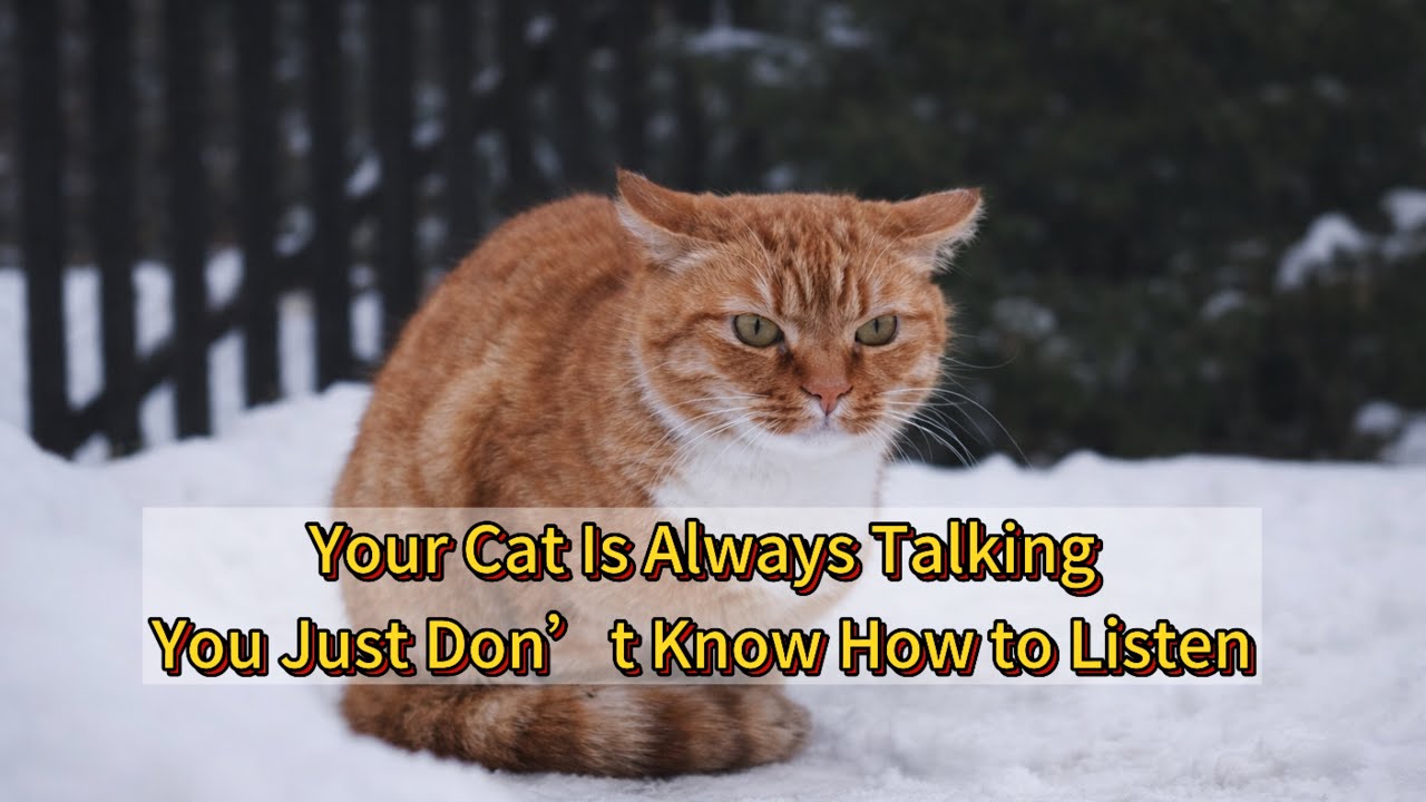  How to Read Your Cat’s Body LanguageTail, Ears, Eyes, and Whiskers Explained