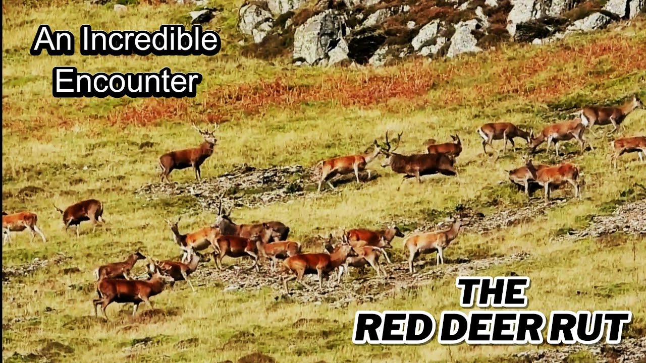 🦌 RED DEER RUT 2025 🦌 An Awesome Mountainside Encounter 👀