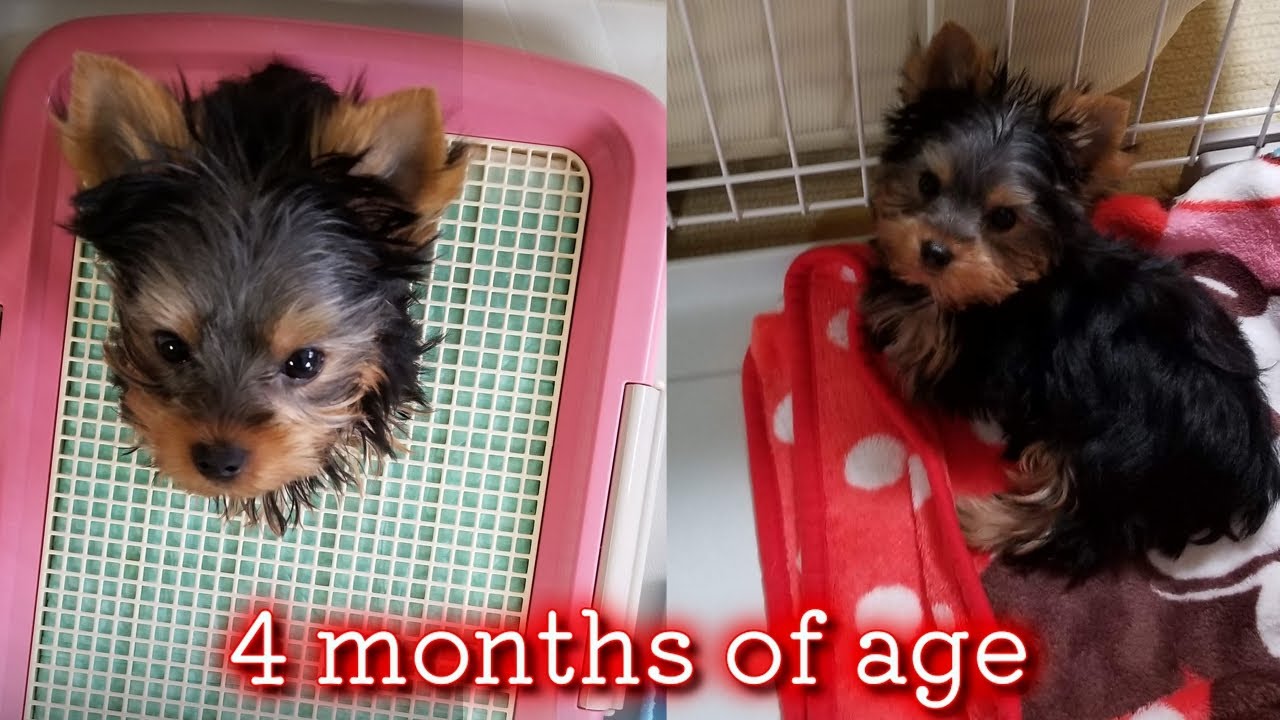 【Yorkshire Terrier Lan】4 months old, photos and videos of Lan (^^)