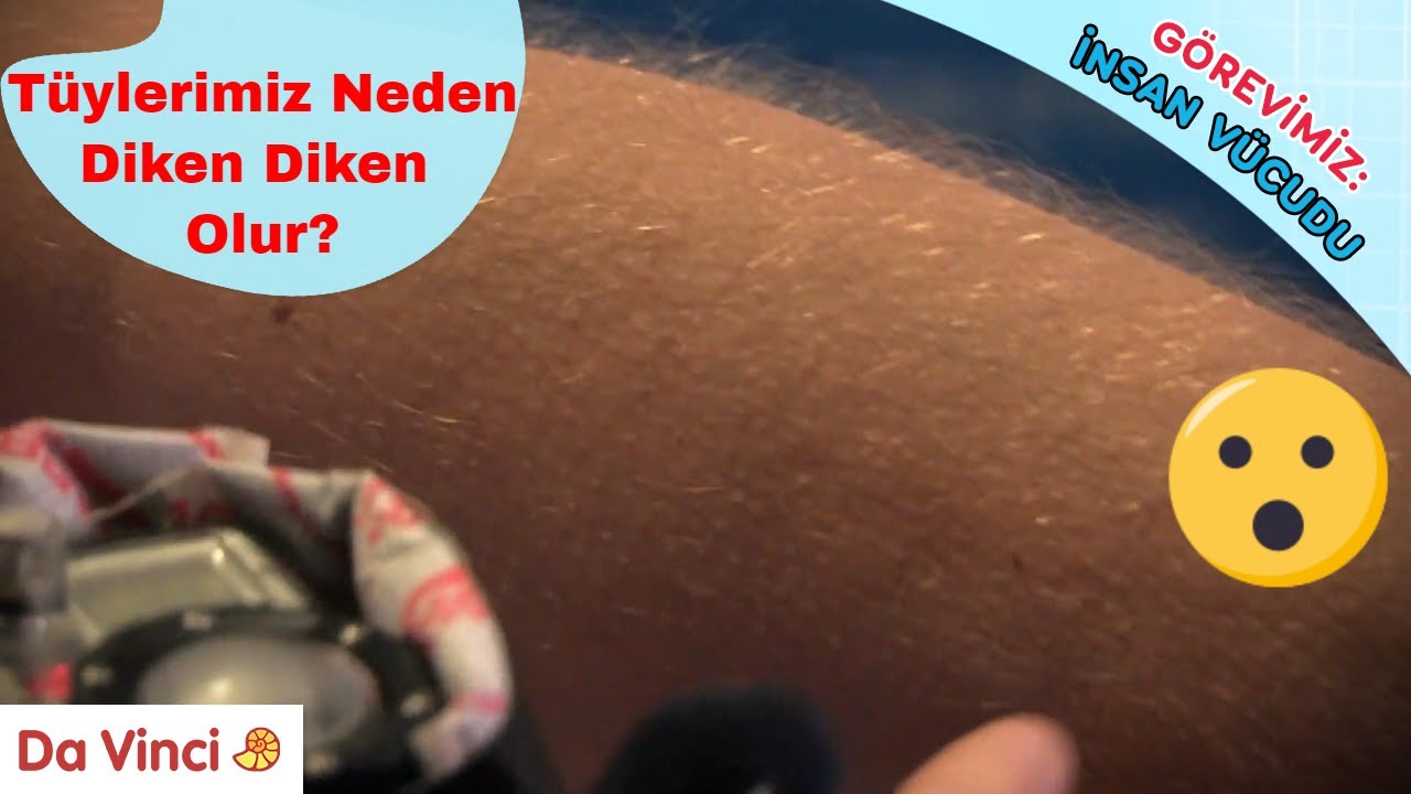 Neden Tüylerimiz Diken Diken Olur?! 🤯 | Görevimiz: İnsan Vücudu | Da Vinci TV Türkiye
