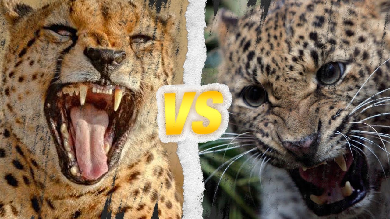 GUÉPARD vs LÉOPARD : Qui est le roi des fauves ?