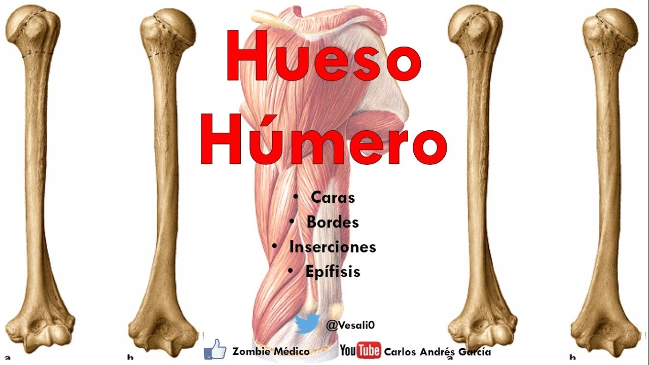 Anatomía - Hueso Húmero (Caras, Bordes, Cóndilo, Trocleas, Epicóndilos, Inserciones)