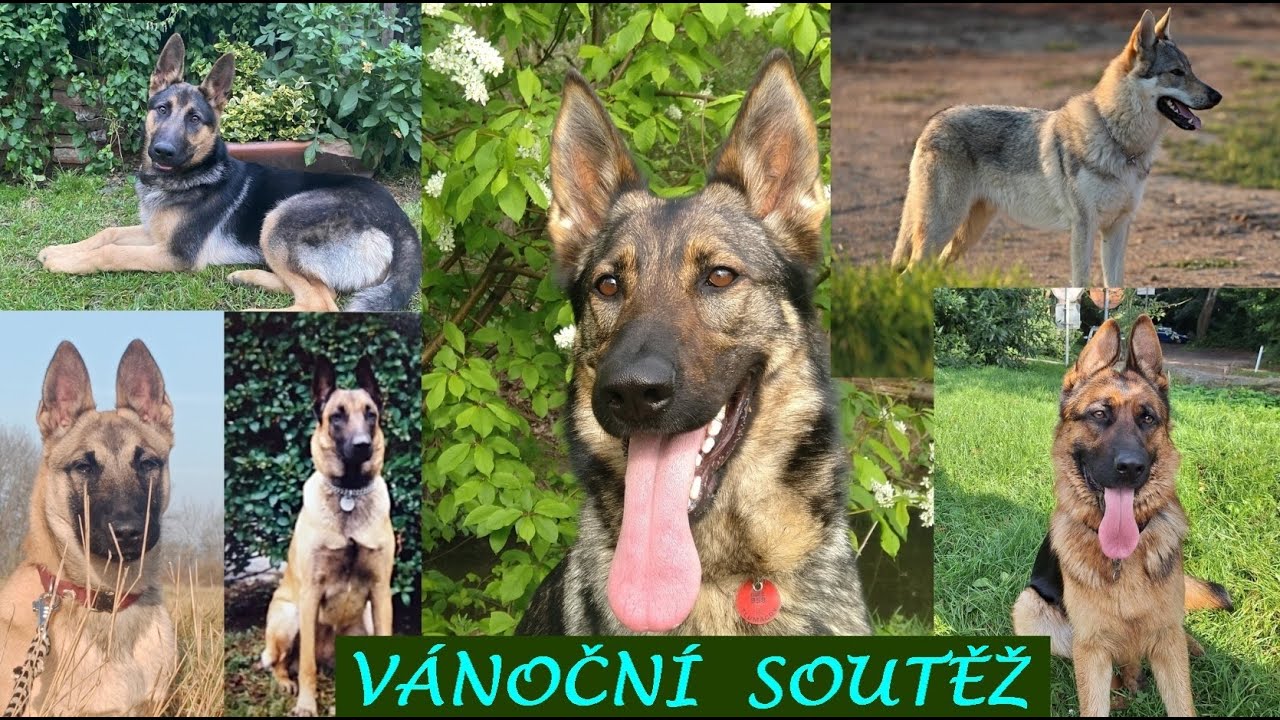 VÁNOČNÍ SOUTĚŽ o nejkrásnějšího psa.