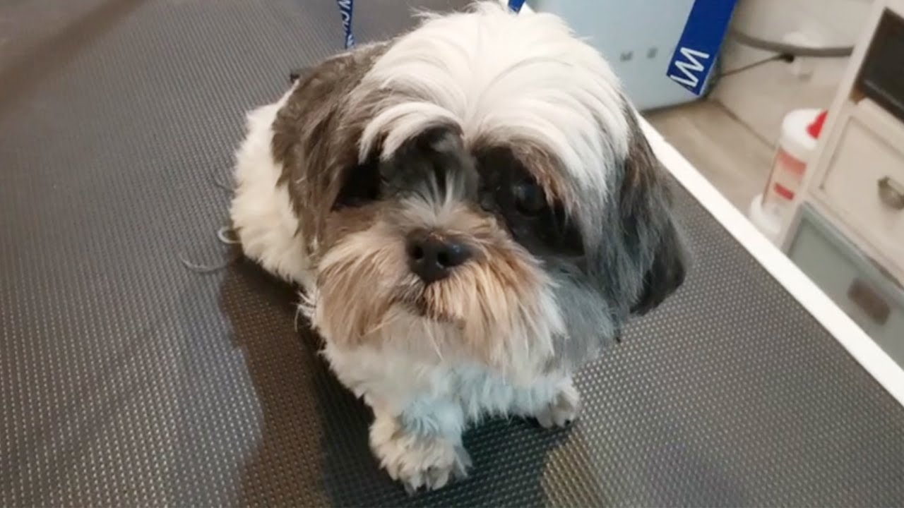 Tellement craquante ,Toilettage tonte Shih tzu. So cute , Grooming Shih tzu.