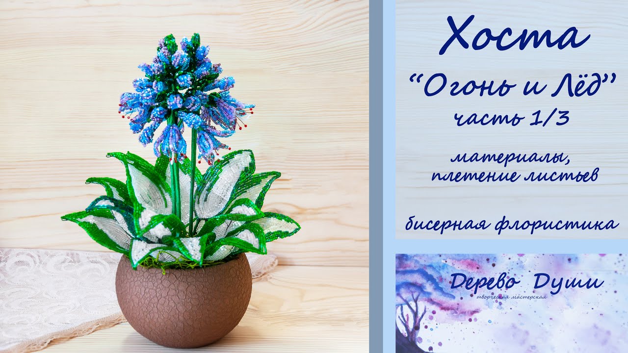 Хоста 