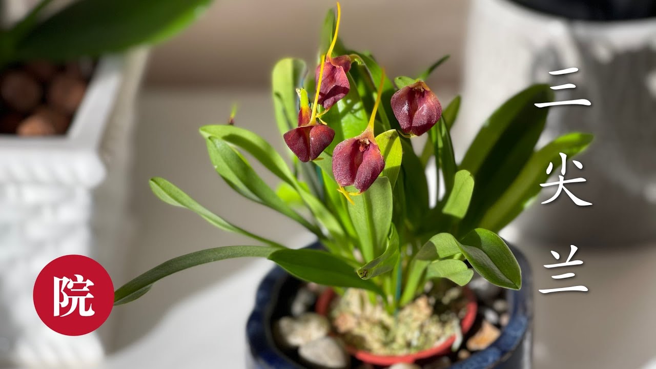 【彬彬有院】花 •422 多花三尖兰（Masdevalliapolysticta），美丽奇特的兰花