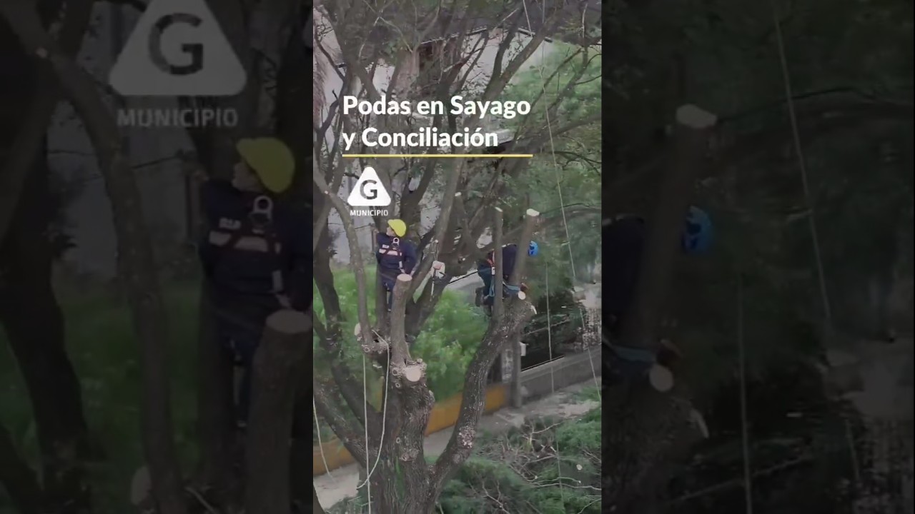 Mantenimiento de arbolado 🍂 | Municipio G