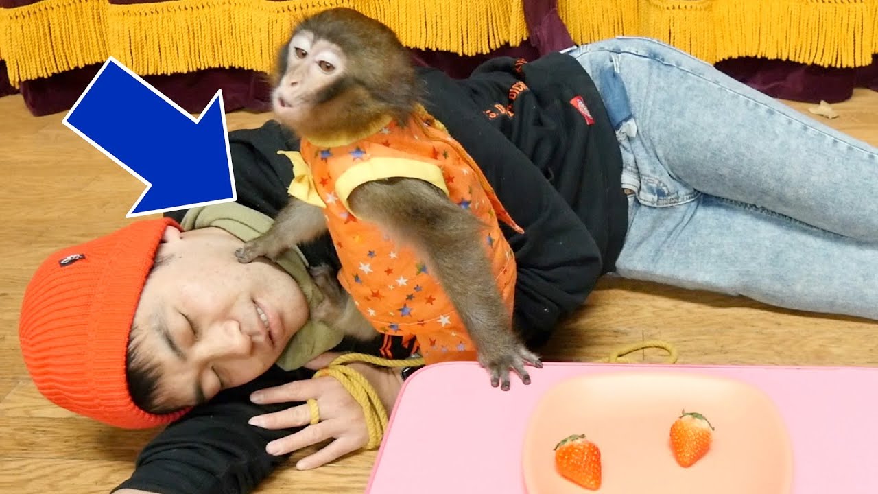 「おやつ食べちゃダメ！」と命令して子猿の前で寝ると…？必死に我慢してる…！