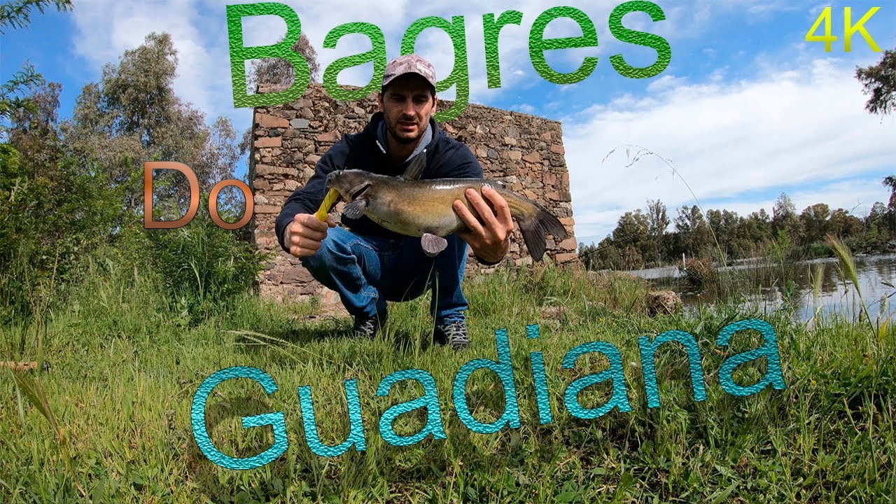 PESCA AOS BAGRES NO RIO GUADIANA.|Bagre do Canal|