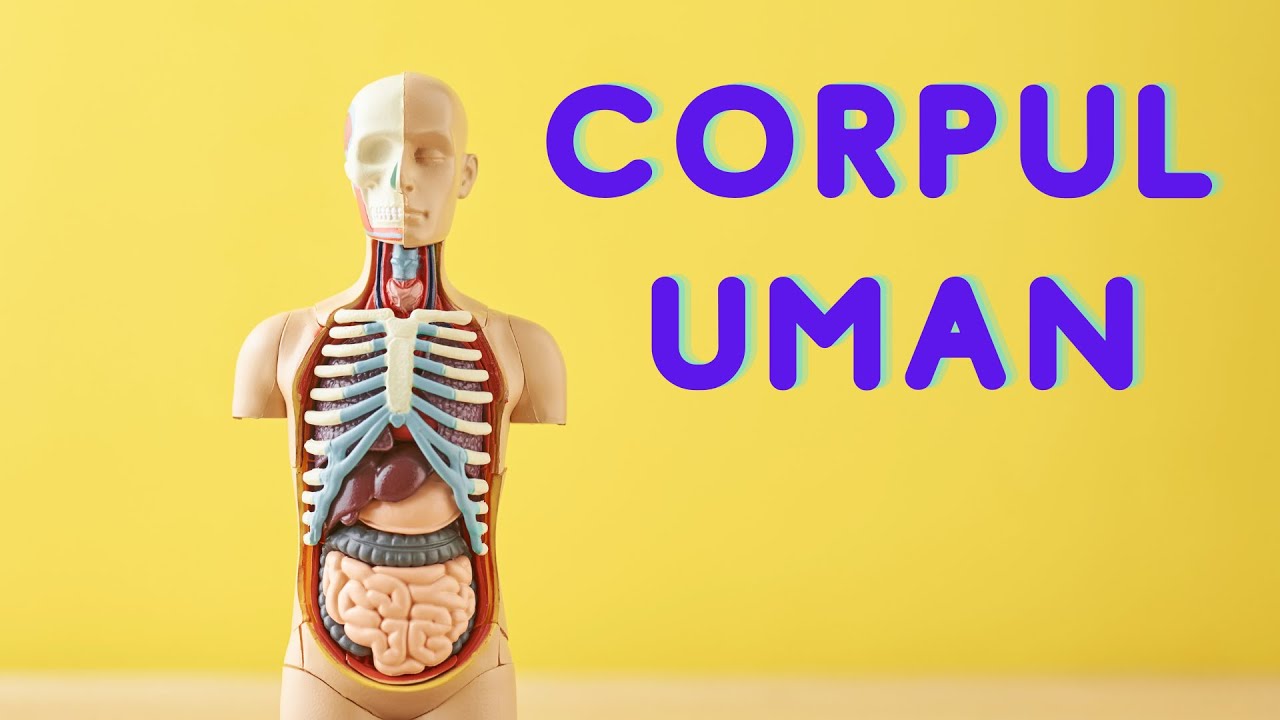 CORPUL UMAN pe înțelesul copiilor | Organele