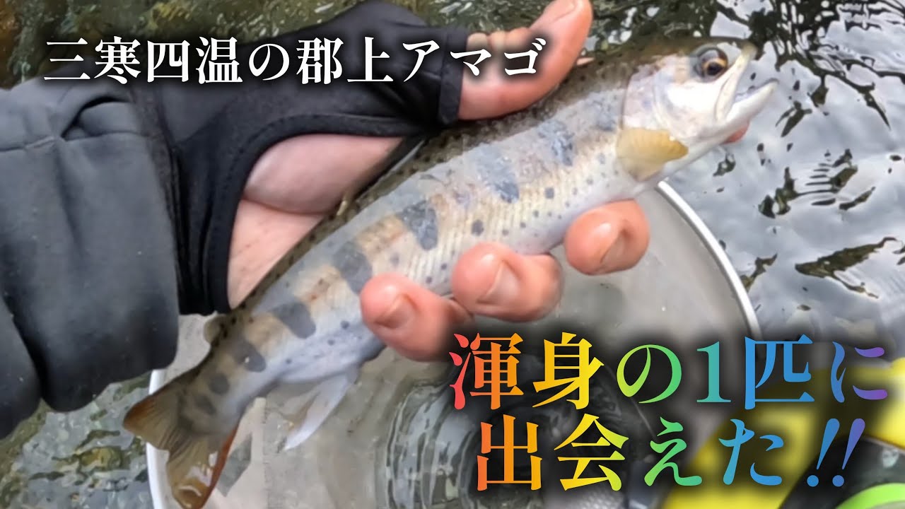 三寒四温の郡上アマゴ　渾身の1匹に出会えた‼️2026年3月9日吉田川本流