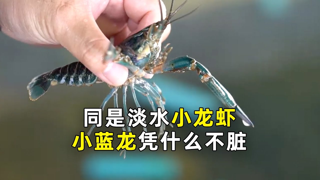 同样是养殖的淡水龙虾，凭什么大2倍就不脏？
