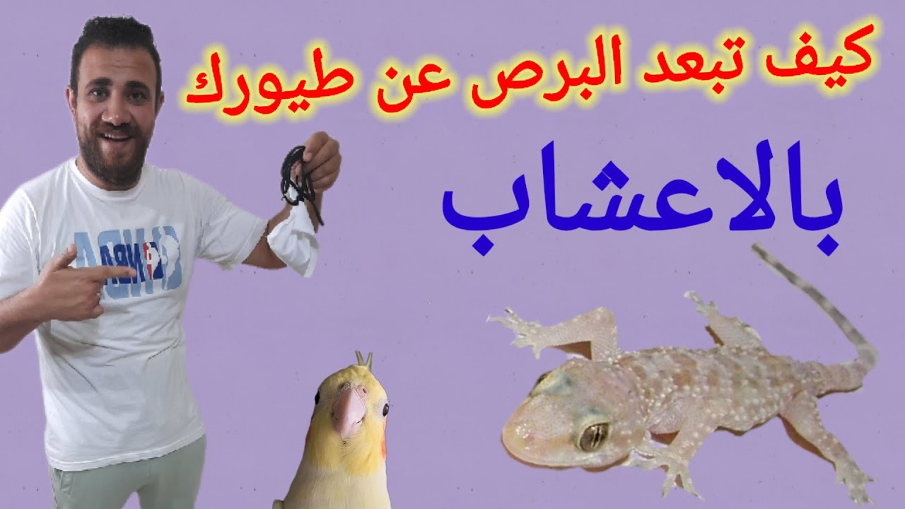 حمايه الطيور من البرص-الوزغ-ابو بريص