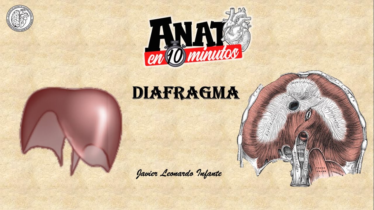 Diafragma Proyecto ANATO EN 10 MINUTOS