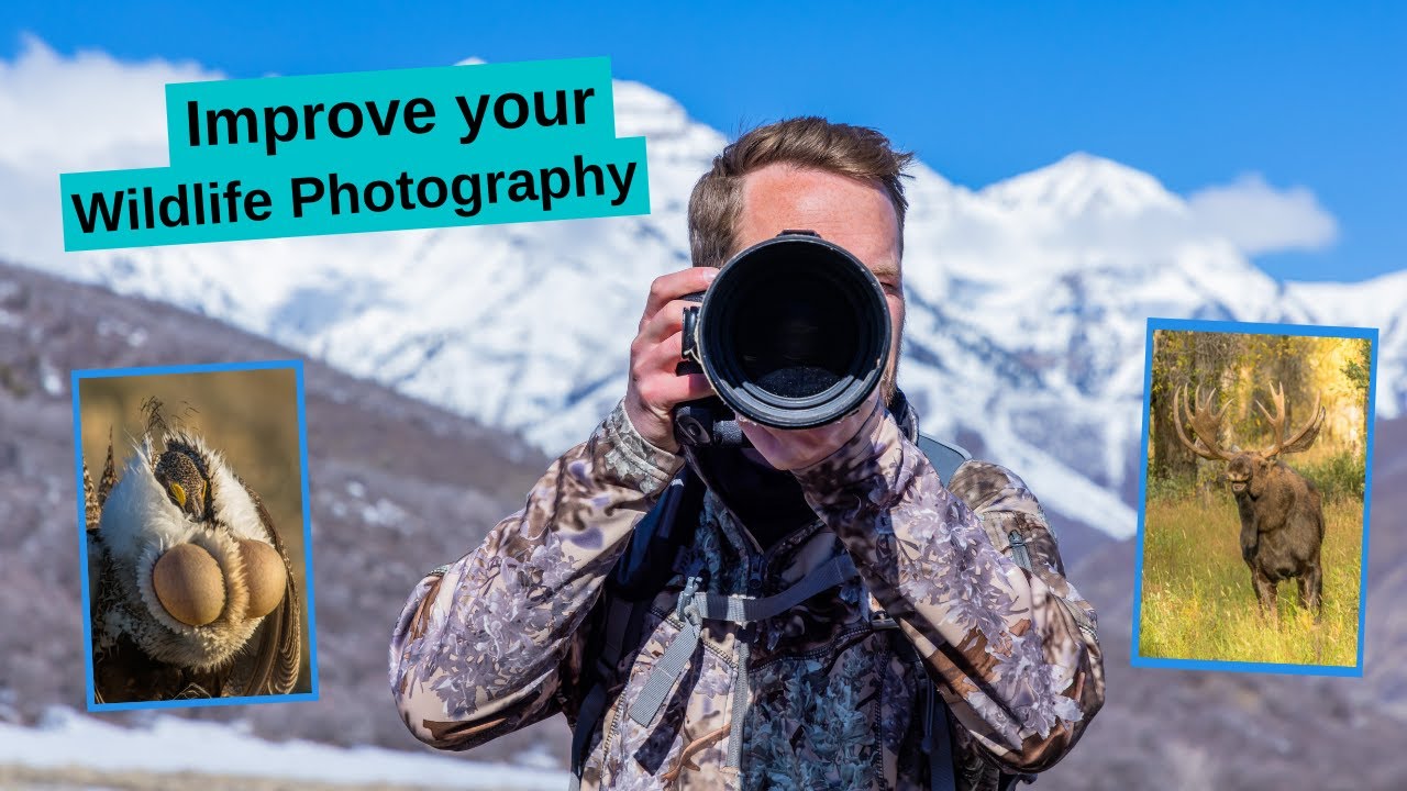 Improve your Wildlife Photography by knowing animal behavior. Some examples of behavior I look for