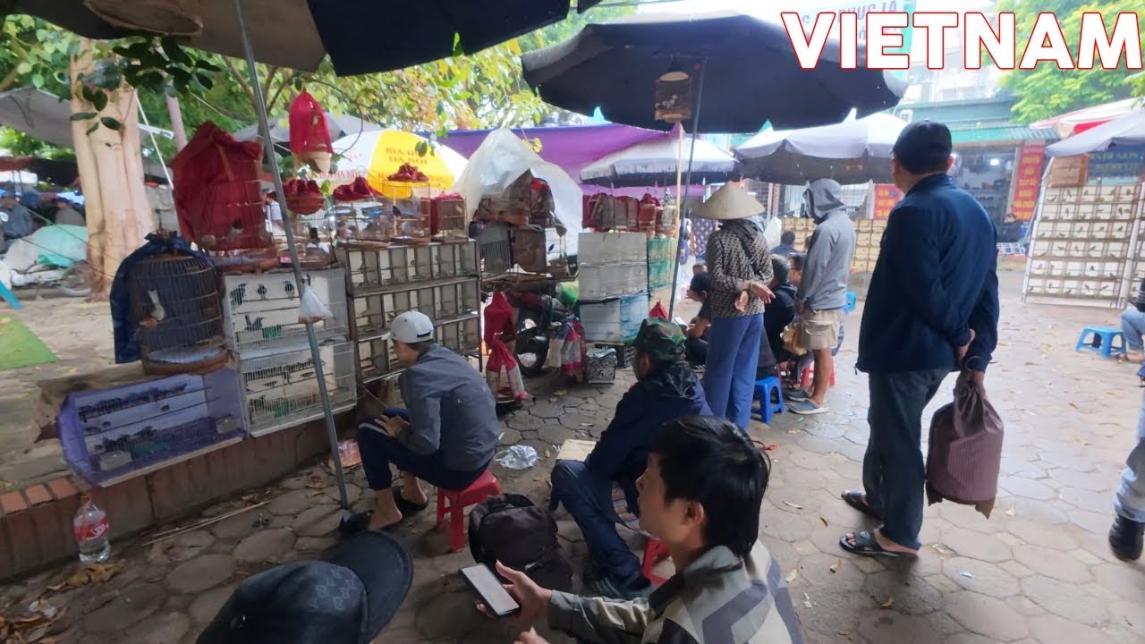 Fun Atmosphere At The Pet Bird Market – Does Your Country Have A Pet Bird Market Like This?