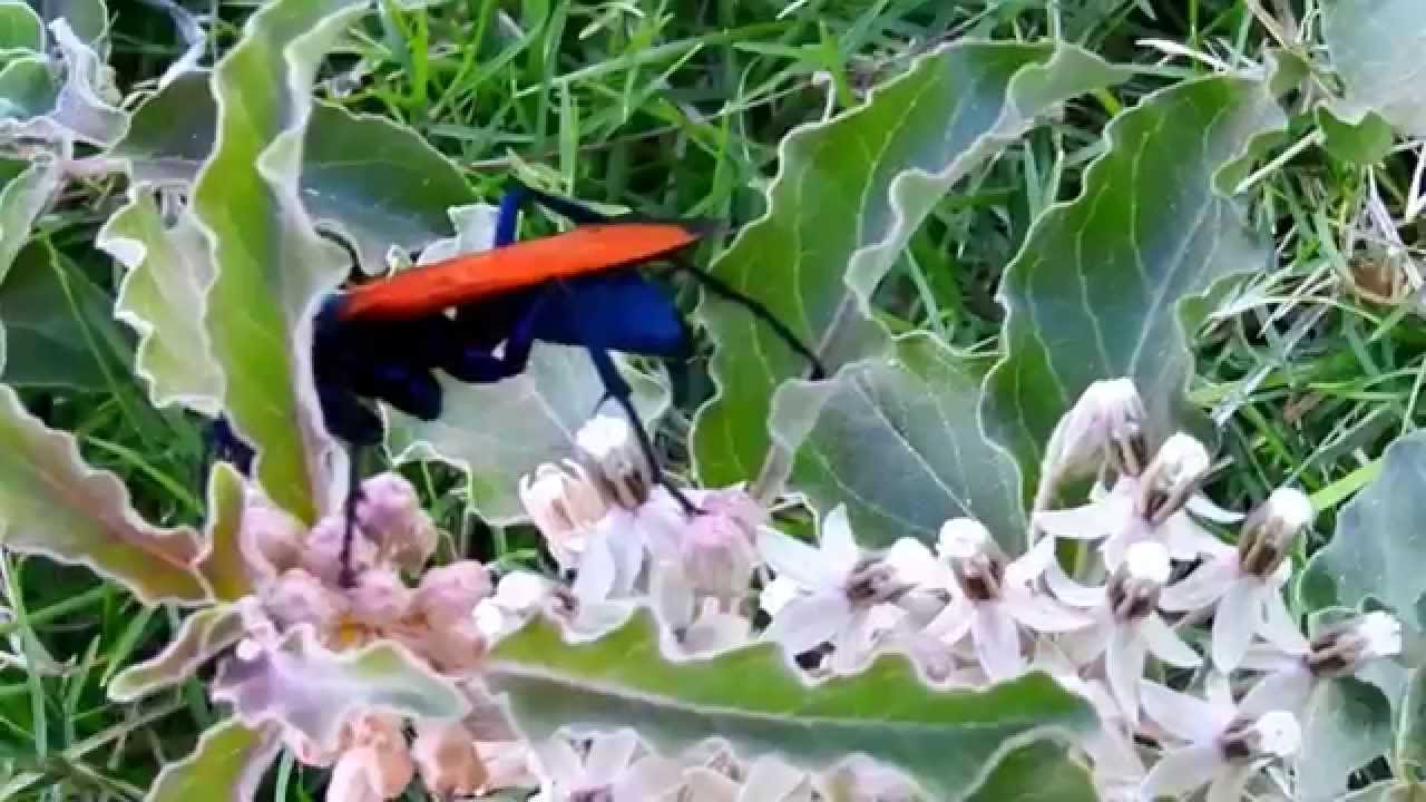 23 El Caballo del Diablo- Pepsis grossa-Pepsis formosa-tarantula hawk.