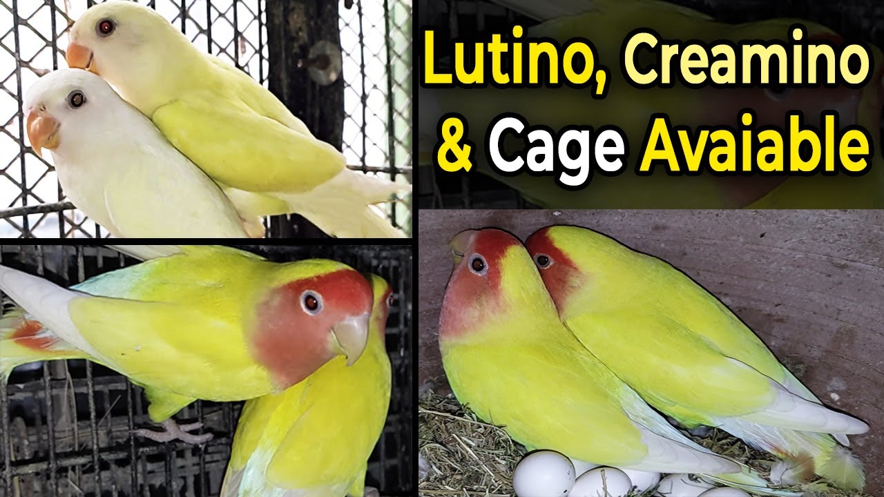 Lutino Ready for Breed & Breeder Pairs | Creamino Breeder Pair | Foldable Cage | ForSale |LodhiBirds