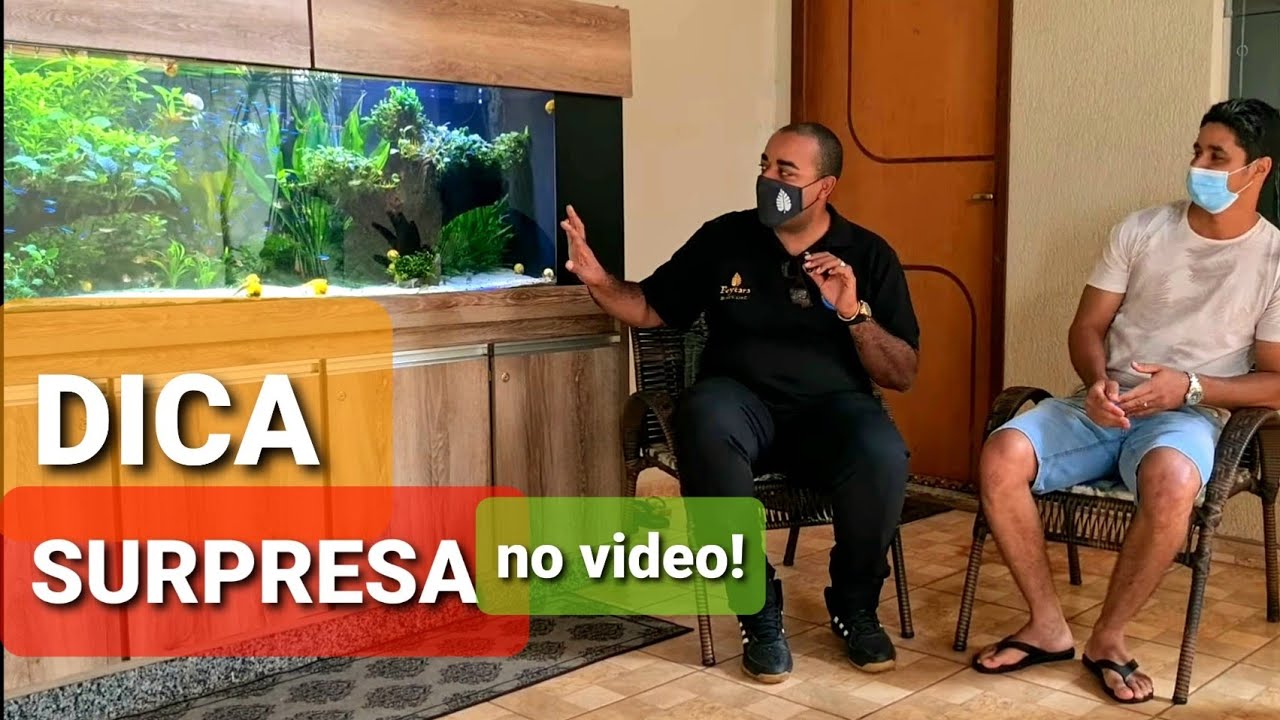 🔴 conheça  o Fantástico AQUÁRIO DE ANUBIAS