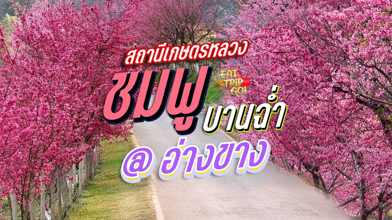 ซากุระบานฉ่ำ ที่เชียงใหม่ #ซากุระเมืองไทย #อ่างขาง