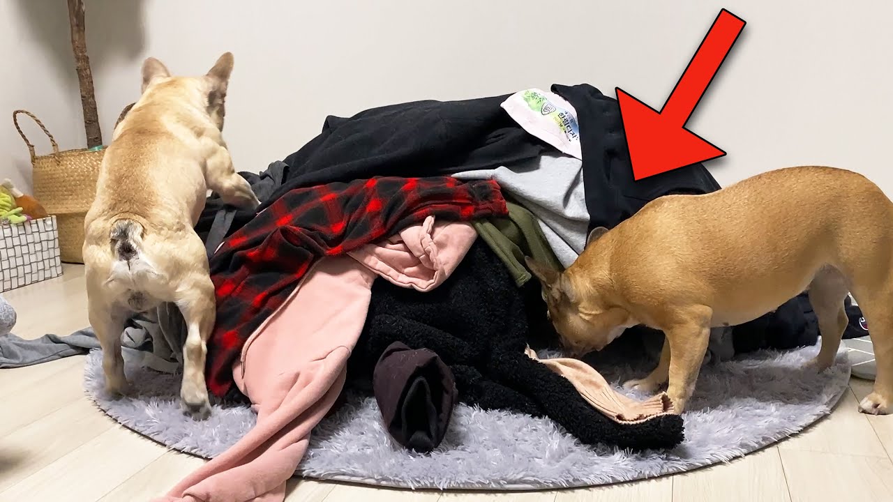 Hiding From My Dogs Under A HUGE Pile Of Clothes ** Contains Tantrums