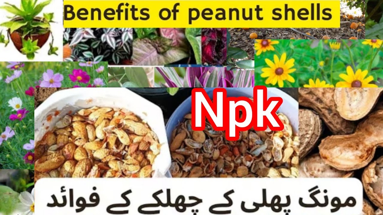 3 Amazing benefits of peanut shells | Peanut shell fertilizer forplants I Peanut shells