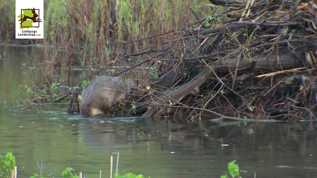 limburgs landschap 50 jaar trailer edit3 1