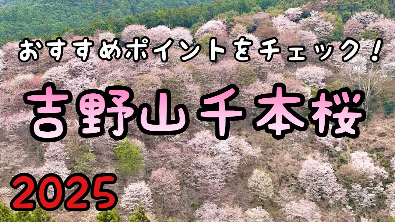吉野山【登山】千本桜が咲いたので見どころをチェックしました【4K映像】