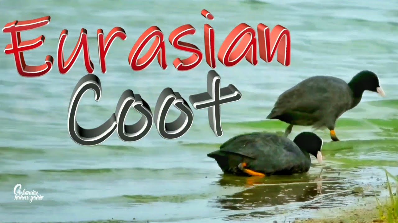 Eurasian Coot bird - Ameenpur lake