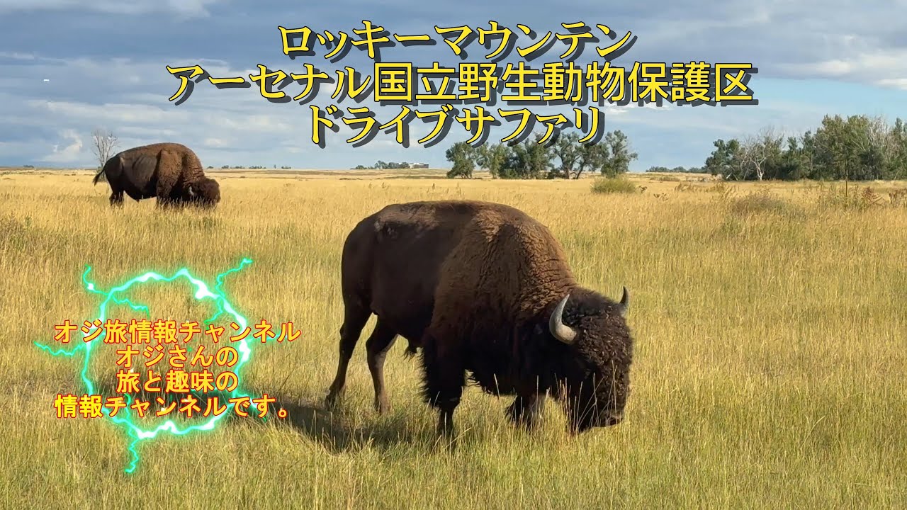 ロッキーマウンテンアーセナル国立野生動物保護区のドライブサファリ