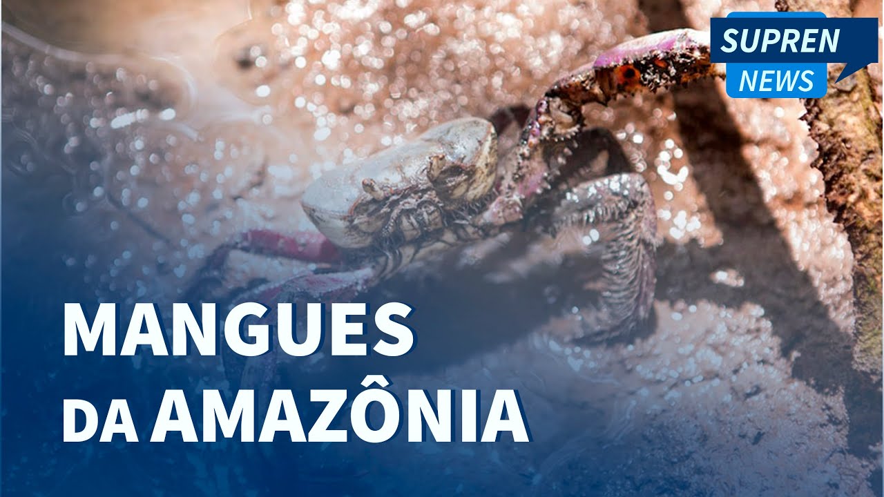 O projeto Mangues da Amaz&ocirc;nia recupera manguezais com a ajuda de comunidades